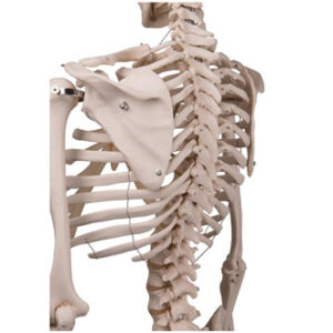 HUMAN SKELETON 3B Scientific<br>03-0413 - Image 5