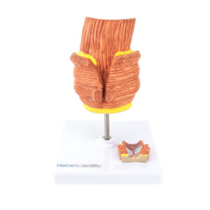 Πρόπλασμα Αιμορροΐδων HeineScientific®<br>03-0855 - Image 3