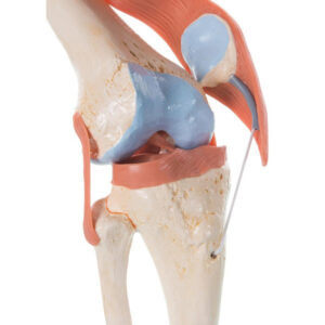 Knee Model A82/1 3B Scientific ®<br>03-0872 - Image 2