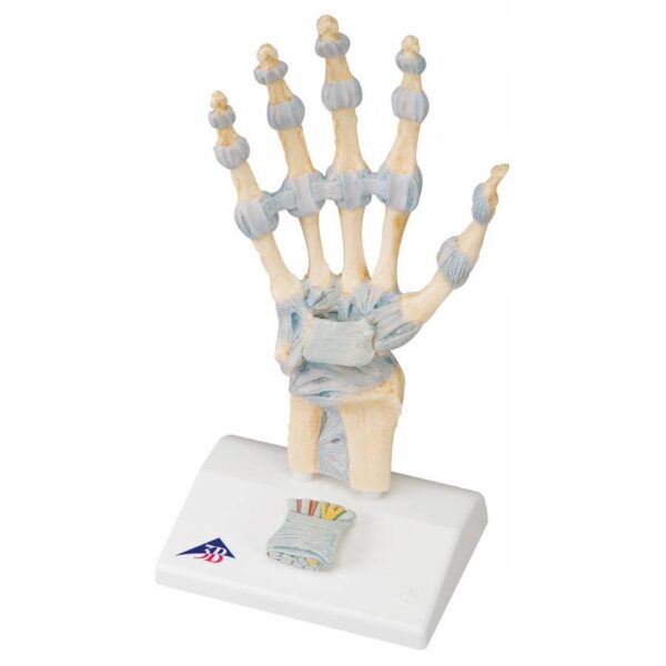 Hand Model M33 3B Scientific ®<br>03-1078