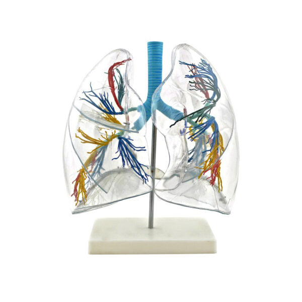 Πρόπλασμα Πνευμόνων Διαφανές HeineScientific®<br>06-0290