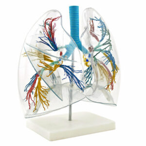 Πρόπλασμα Πνευμόνων Διαφανές HeineScientific®<br>06-0290 - Image 2