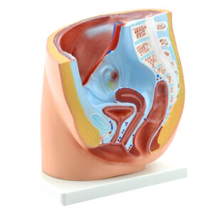 Πρόπλασμα Γυναικείου Πυέλου HeineScientific®<br>06-0296 - Image 2