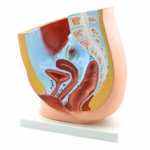 Πρόπλασμα Γυναικείου Πυέλου HeineScientific®<br>06-0296 - Image 3